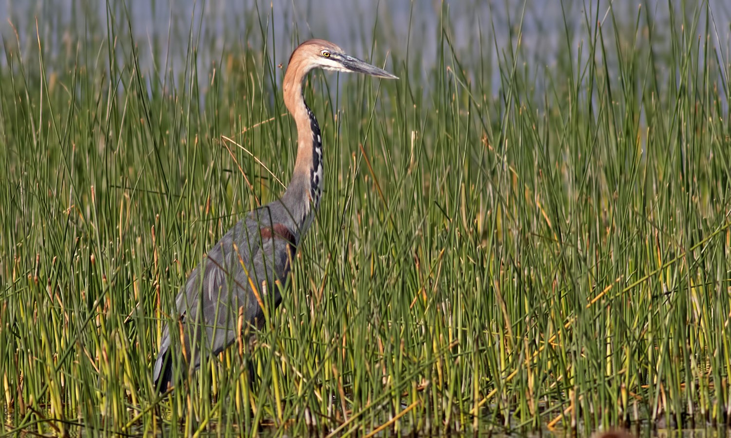 Goliath Heron