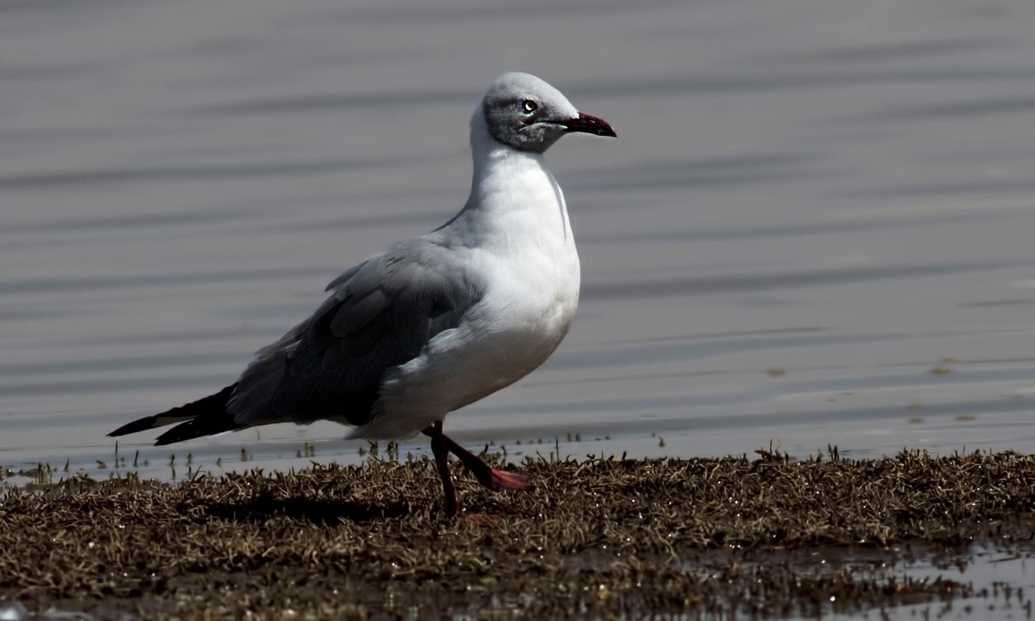 Grey-headed Gull