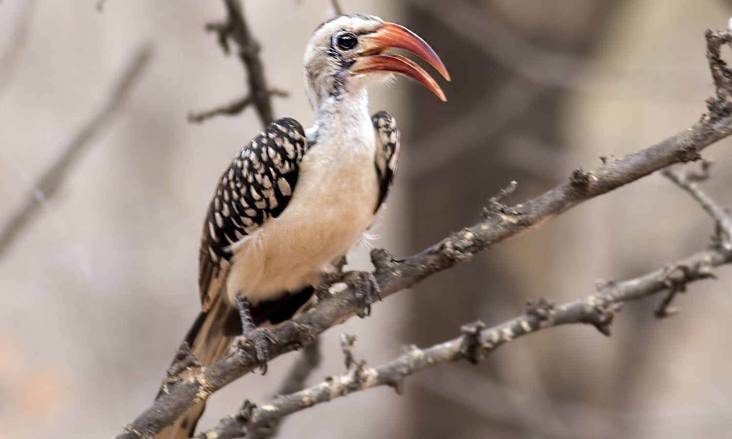 Red-billed Hornbill