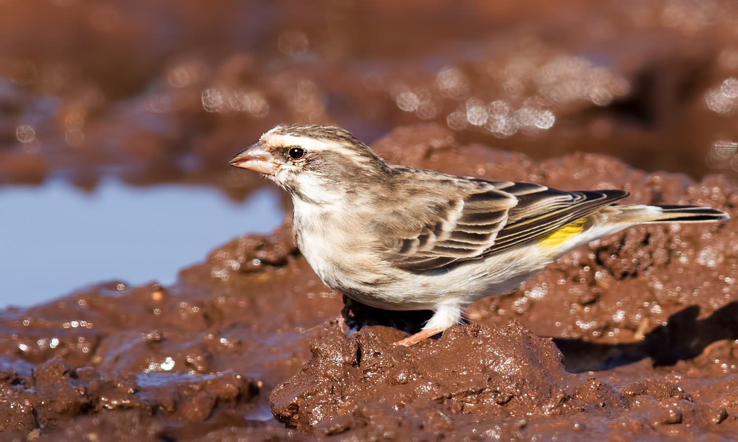 Reichenow's Seedeater