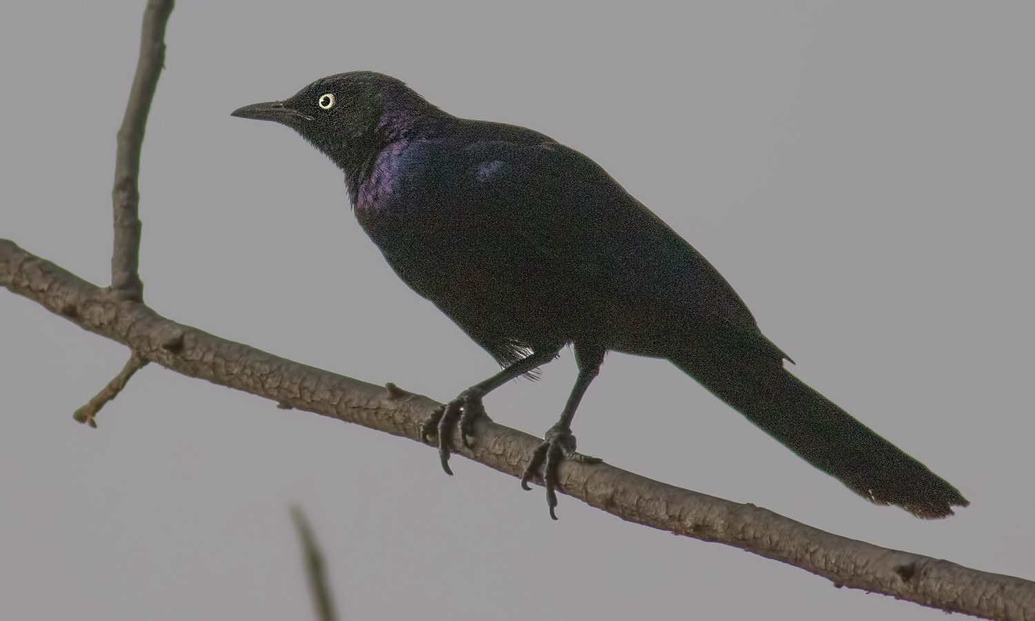 Rüppell's Glossy Starling