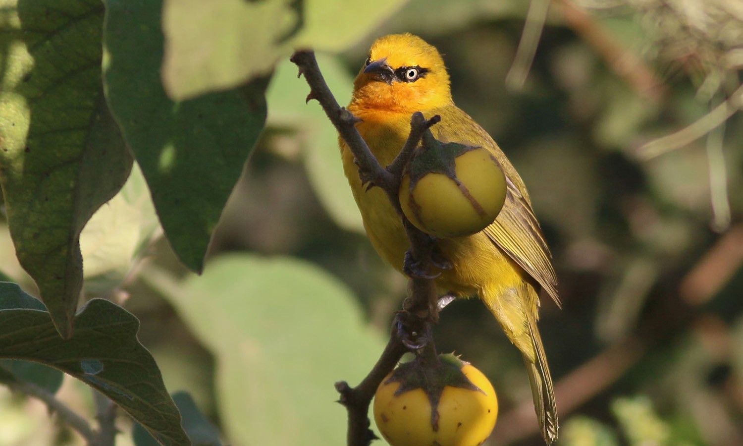 Spectacled Weaver