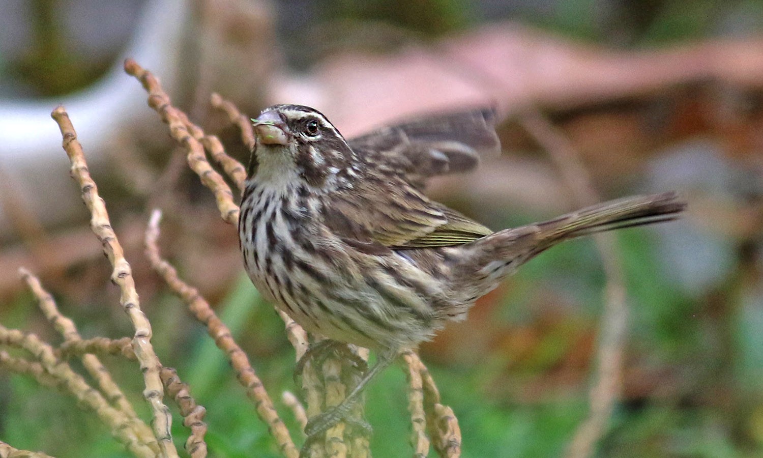 Streaky Seedeater