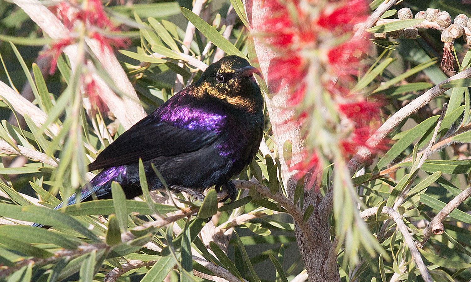 Tacazze Sunbird