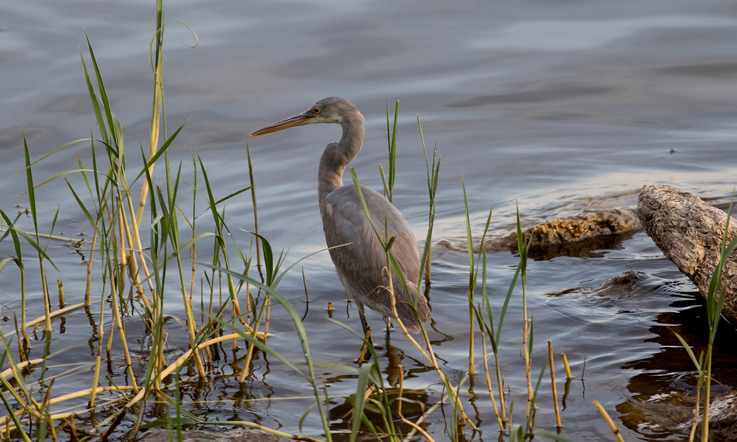 Western Reef-egret