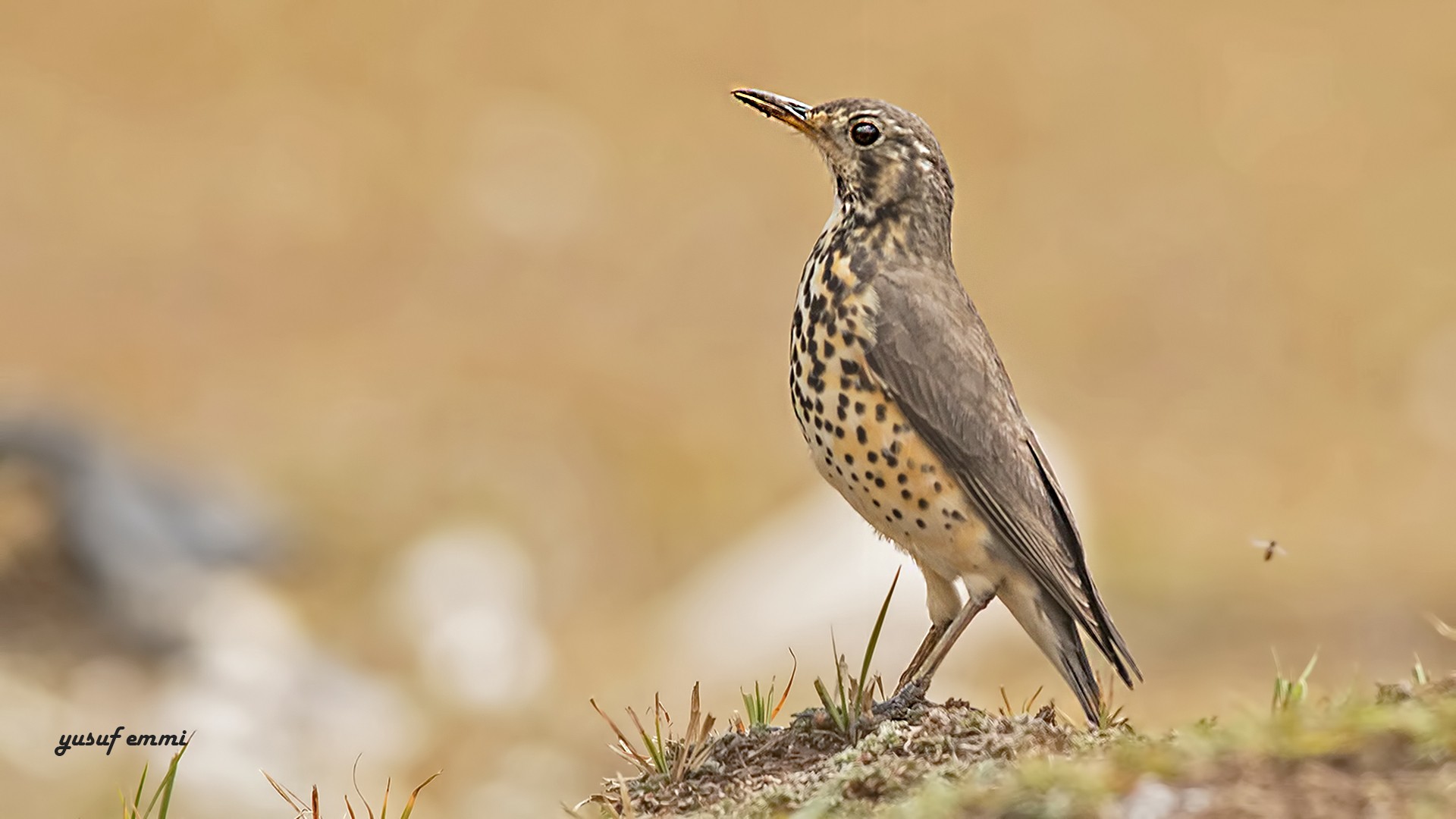 Groundscraper Thrush