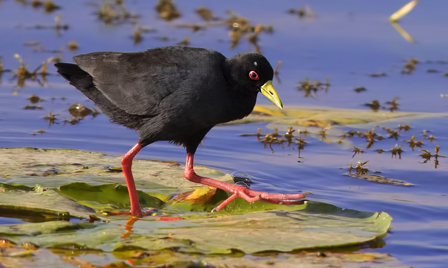 Black Crake