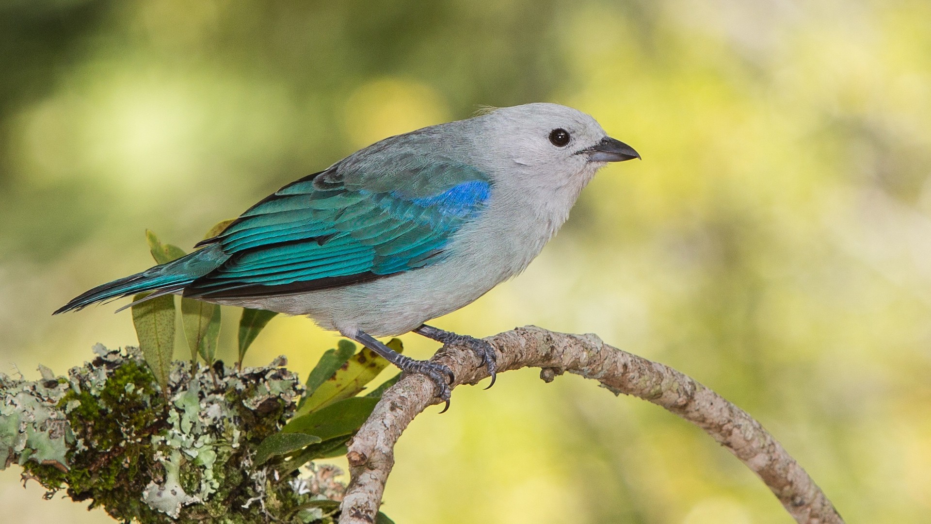 Blue-grey Tanager