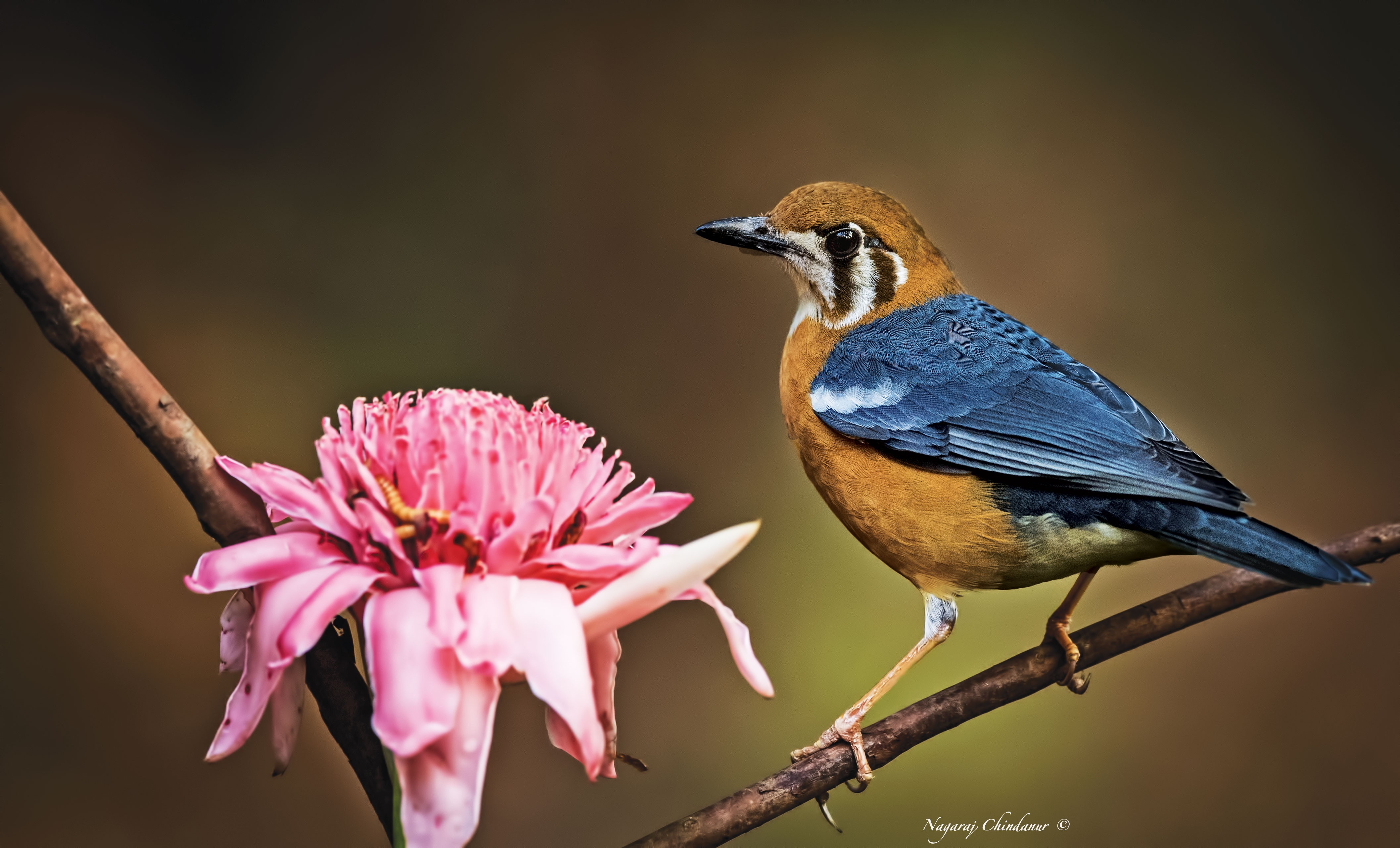 Orange-headed Thrush