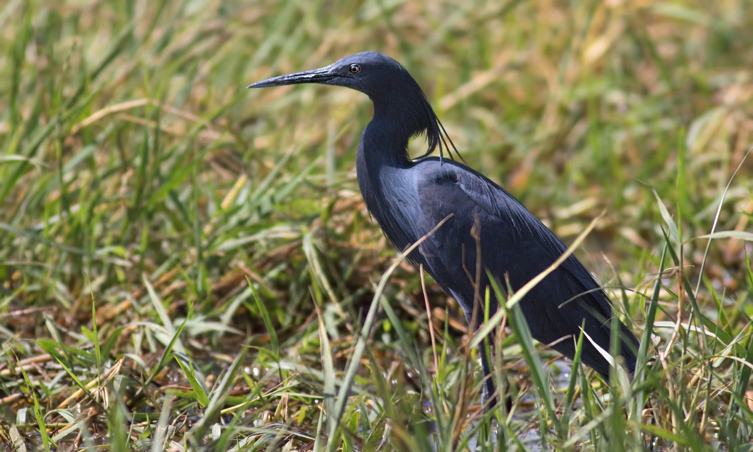 Black Heron