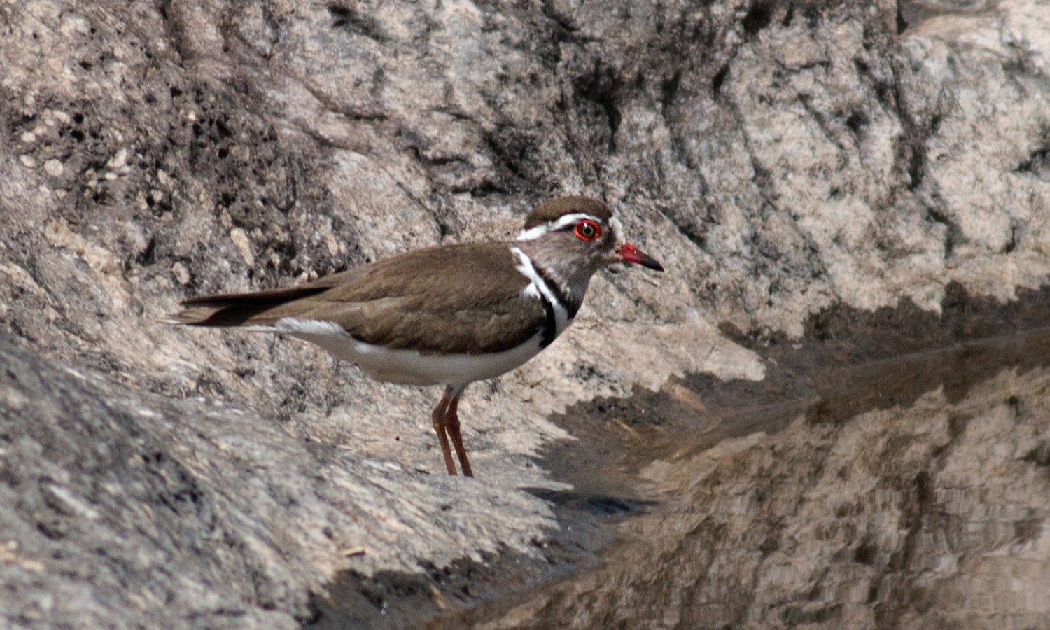 African Three-banded Plover