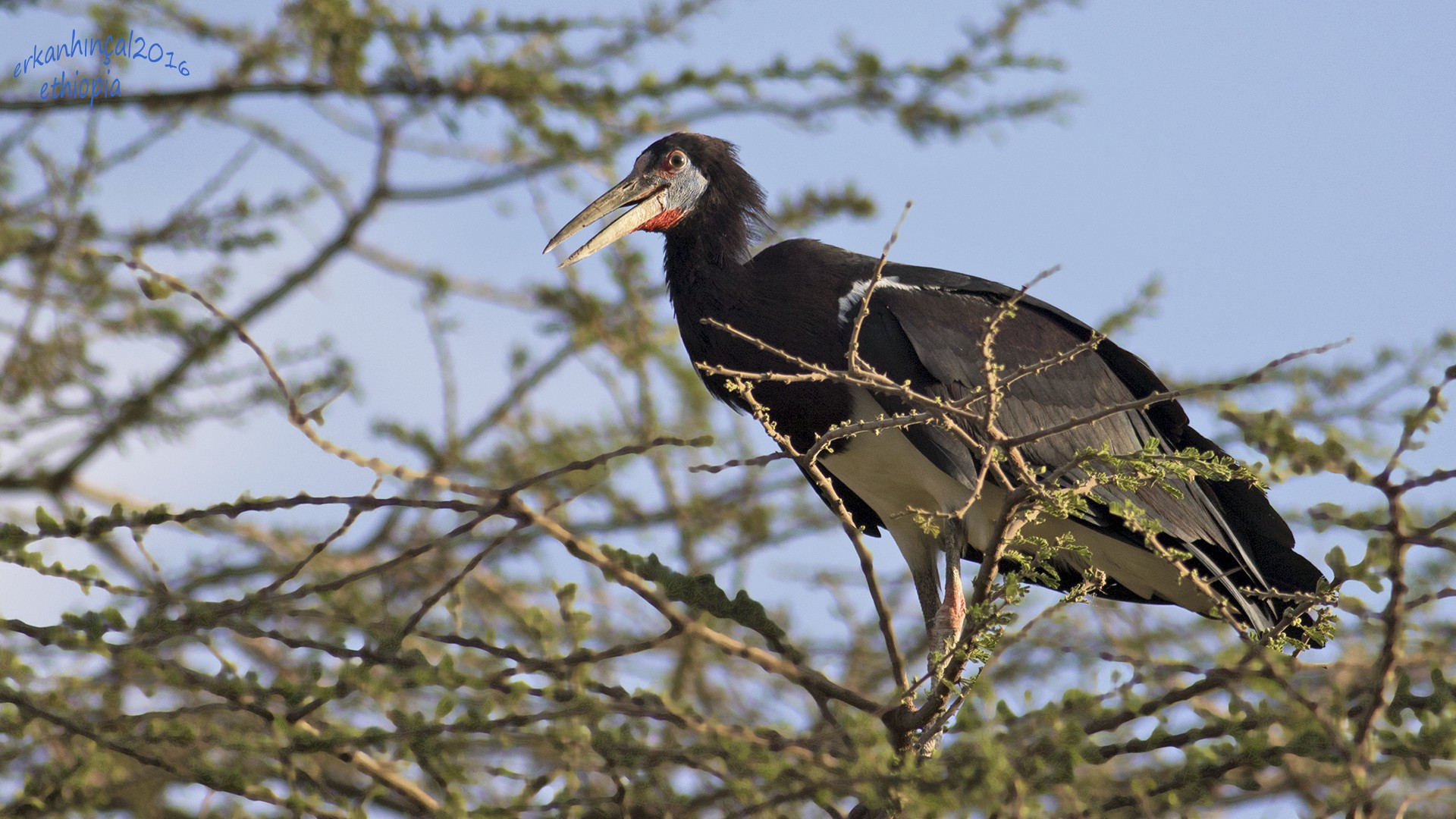 Abdim's Stork
