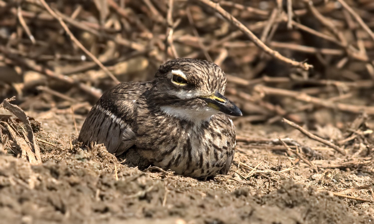 Water Thick-knee