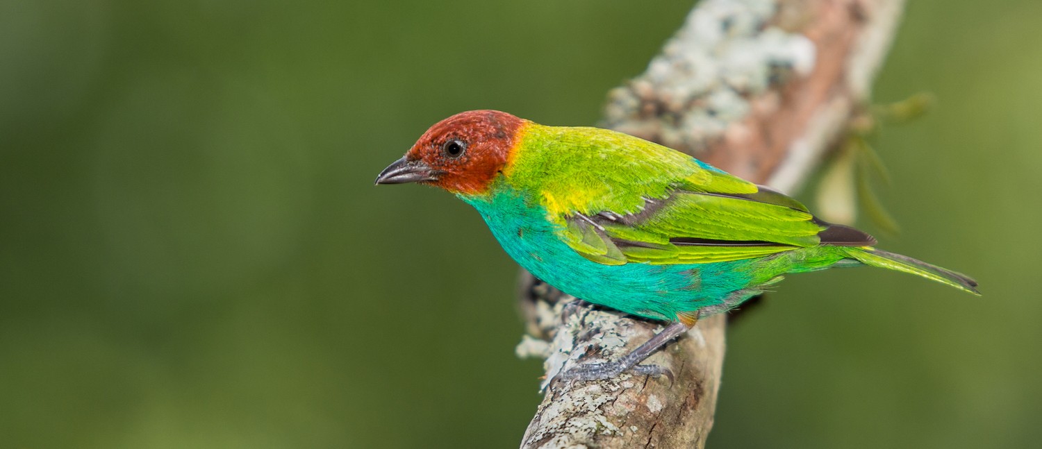 Bay-headed Tanager