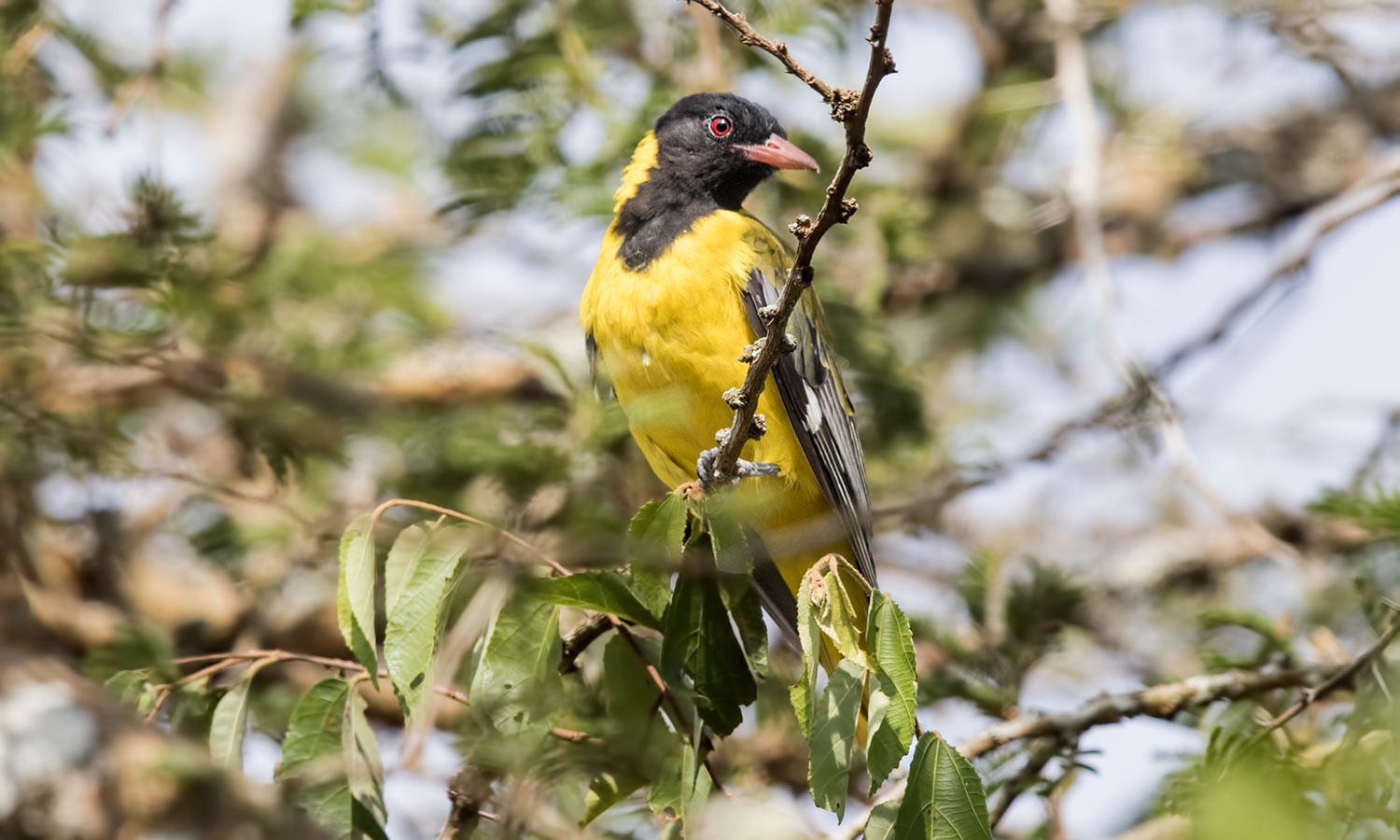 Eastern Black-headed Oriole