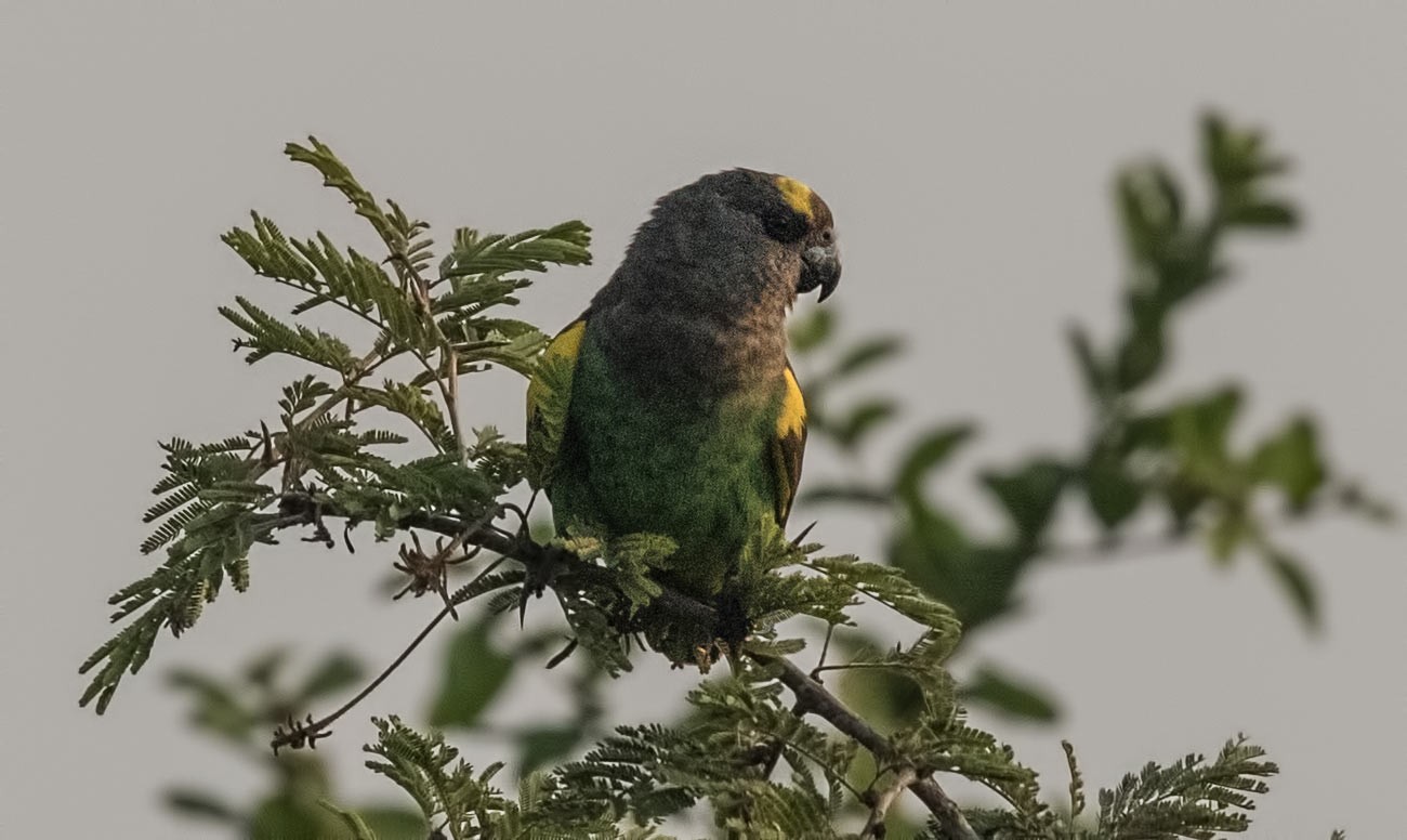 Brown Parrot