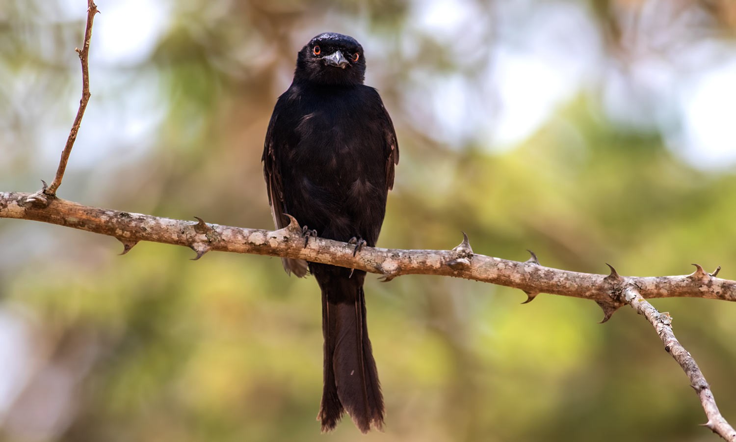 Fork-tailed Drongo