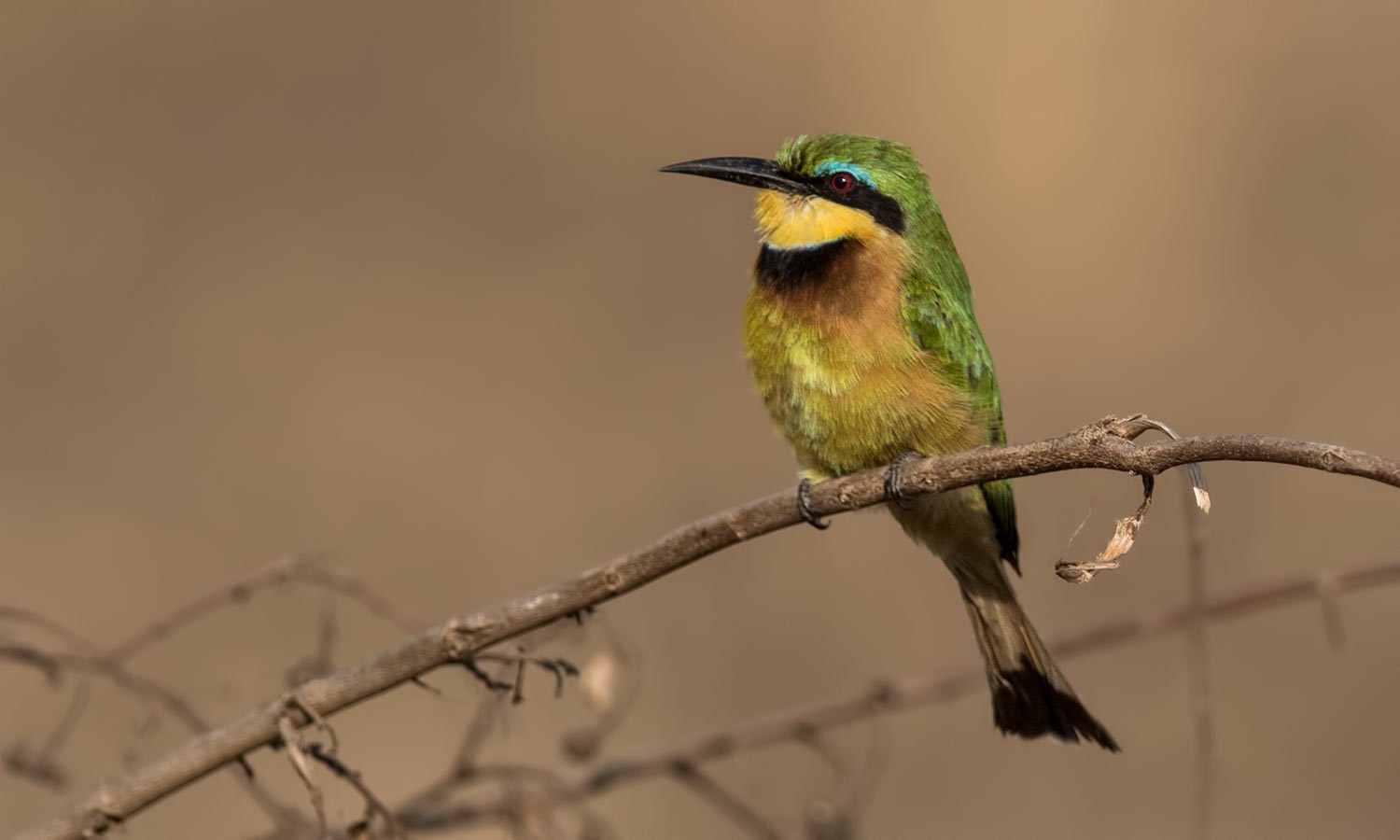 Little Bee-eater