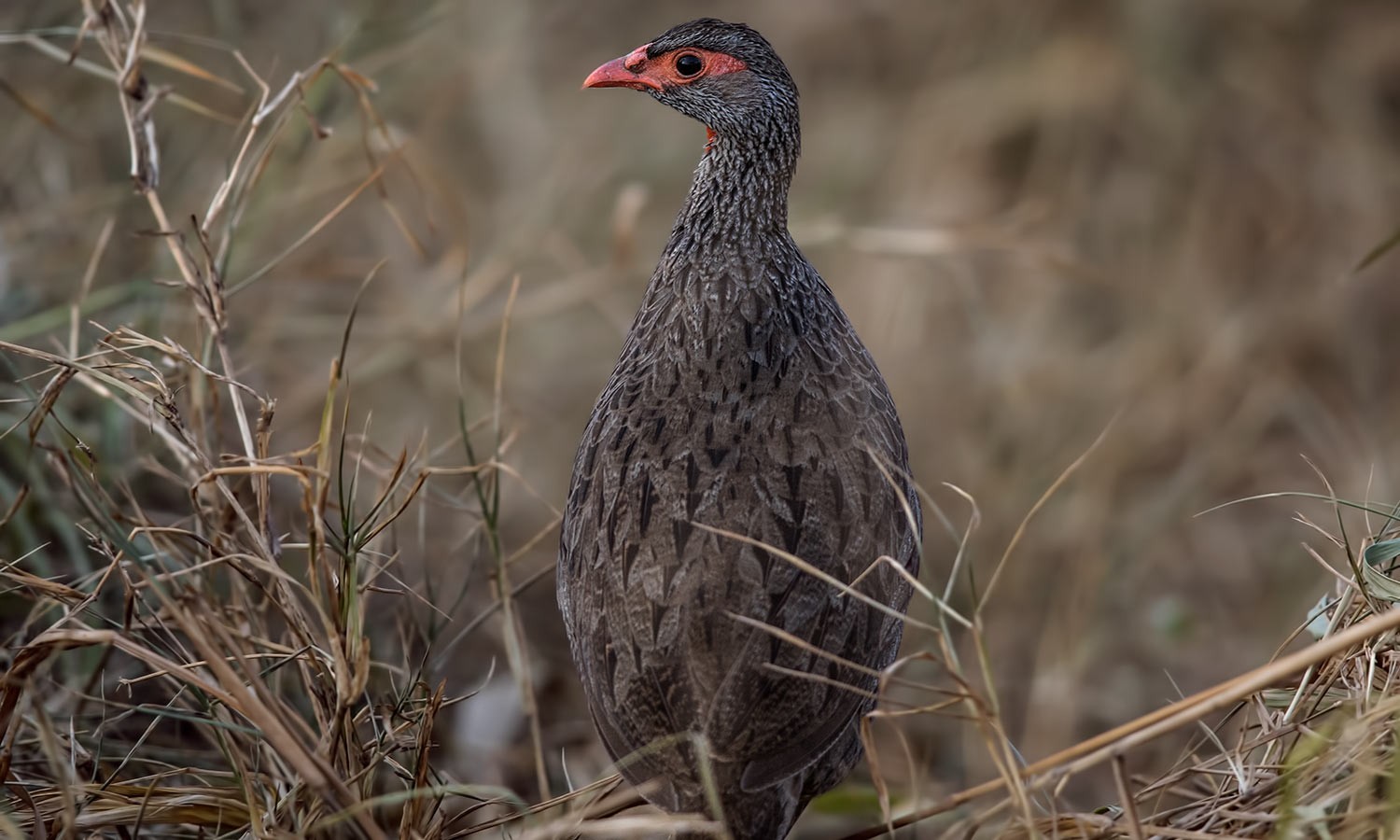 Red-necked Francolin
