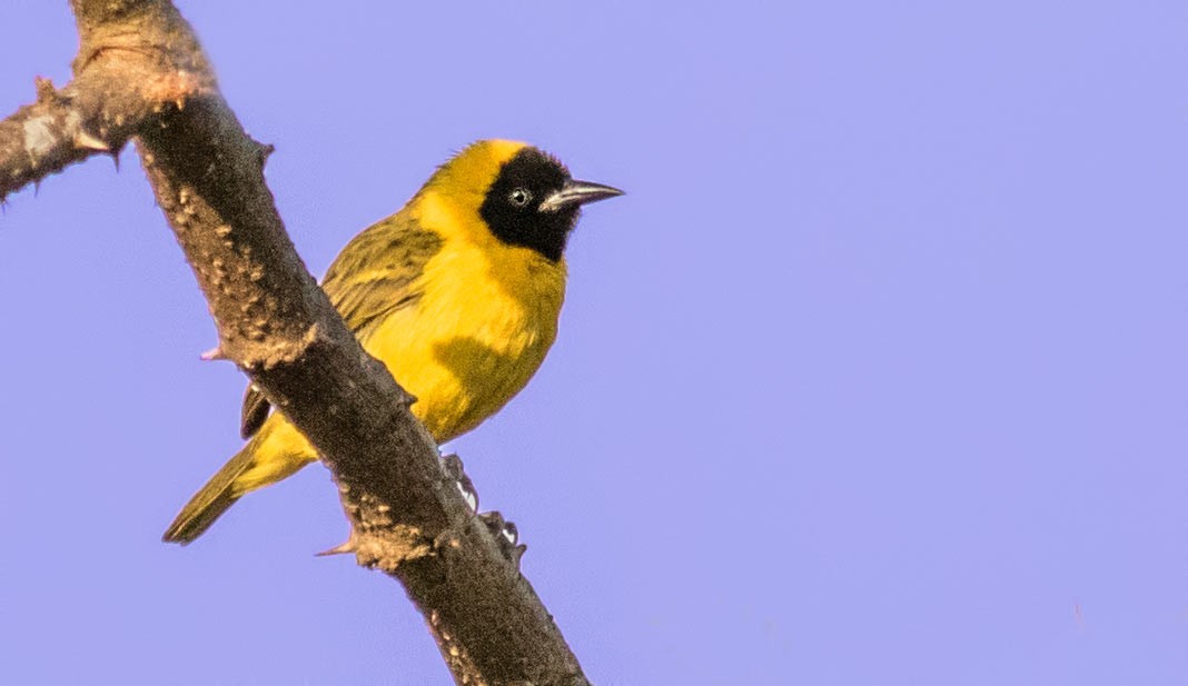 Lesser Masked Weaver
