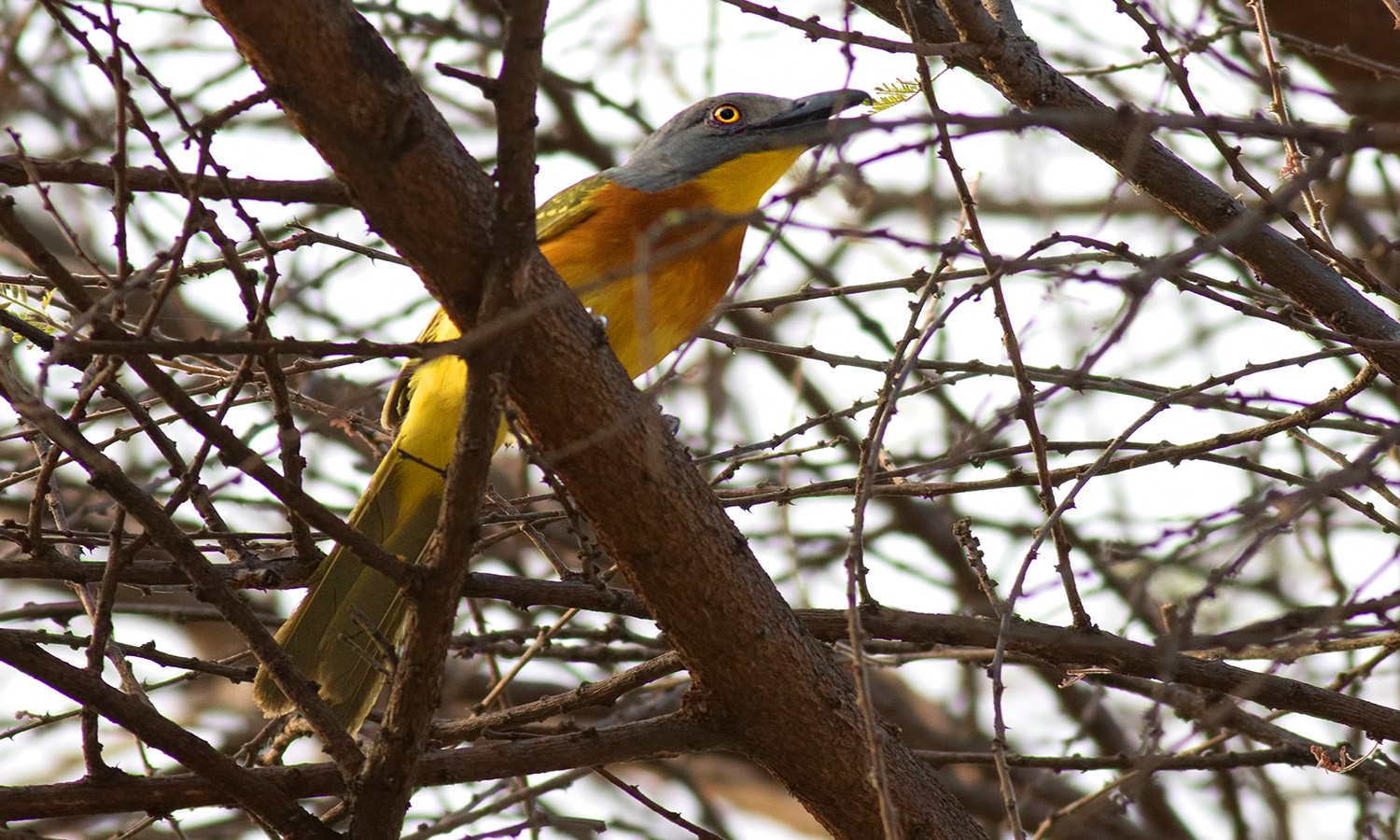 Grey-headed Bush-shrike
