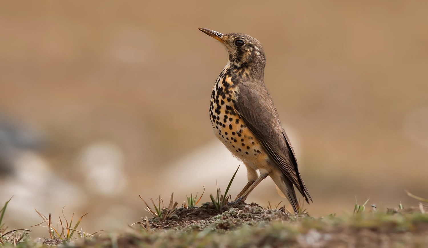 Groundscraper Thrush