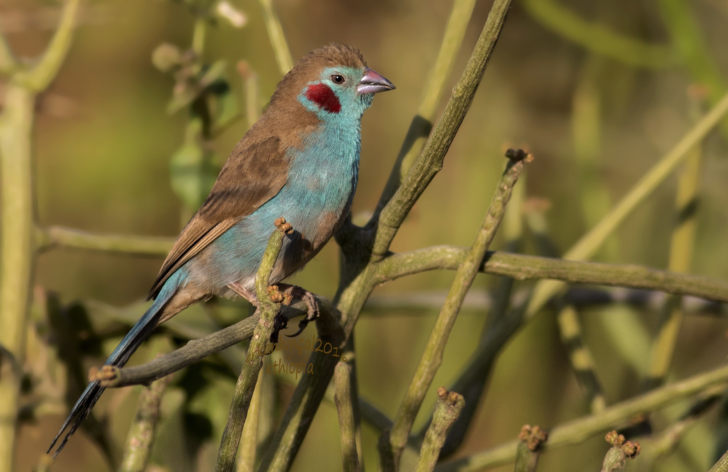 Red-cheeked Cordon-bleu