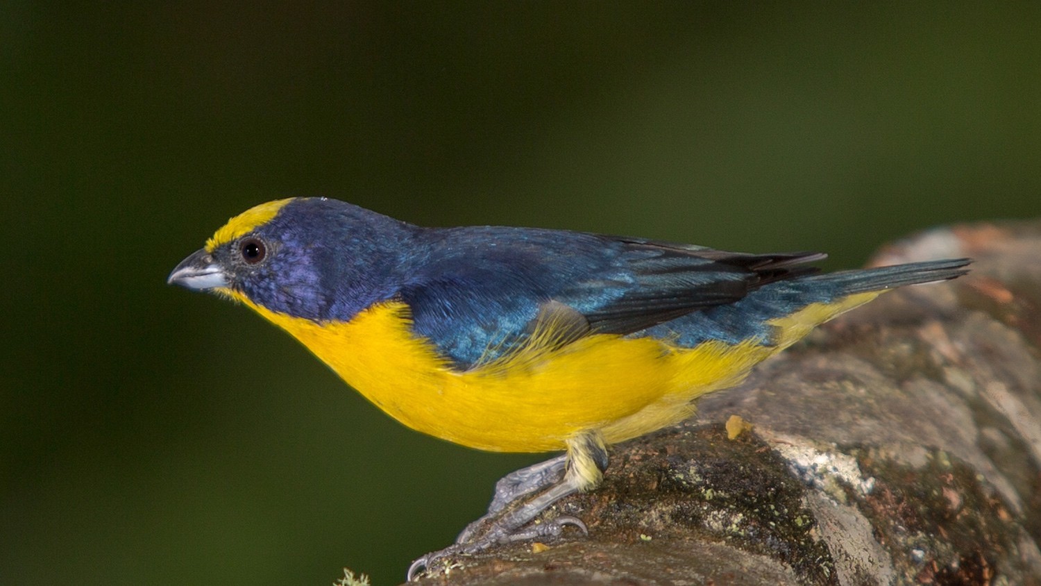 Thick-billed Euphonia