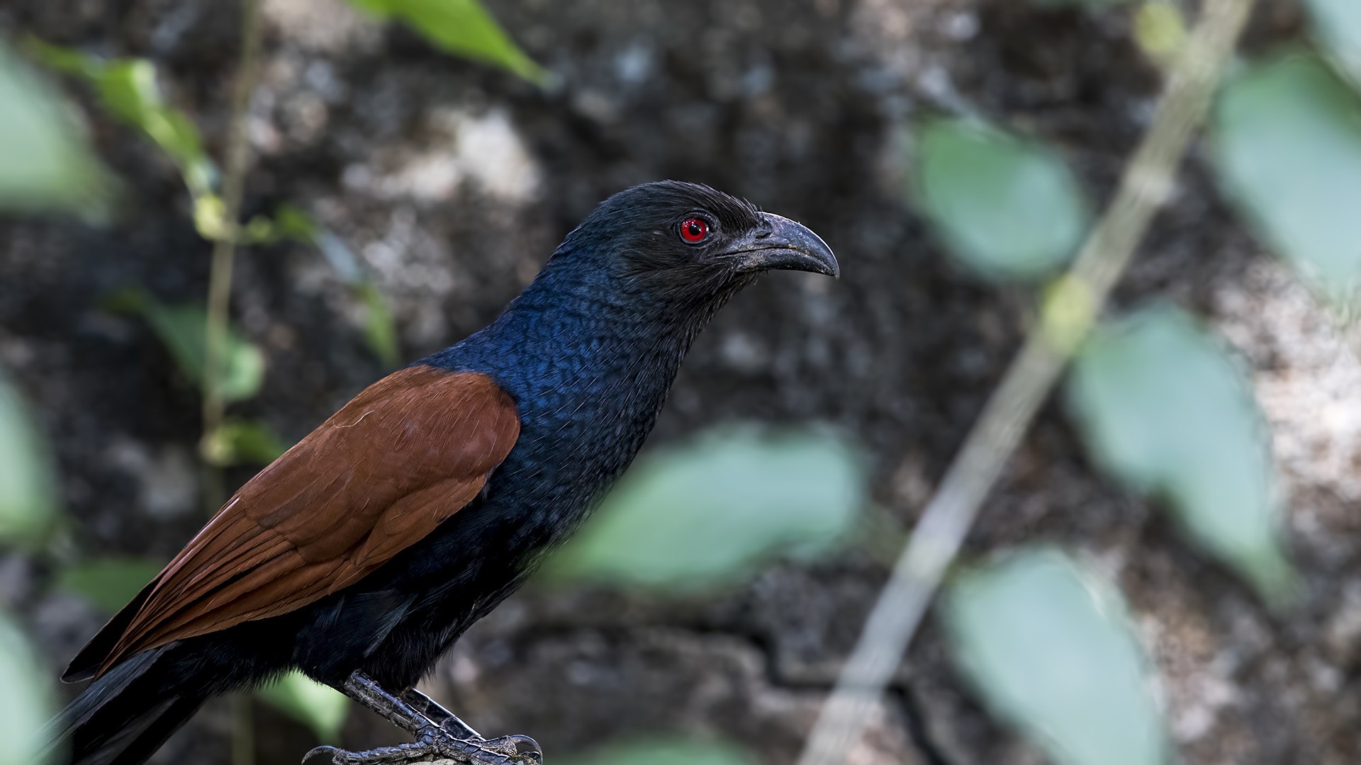 Greater Coucal