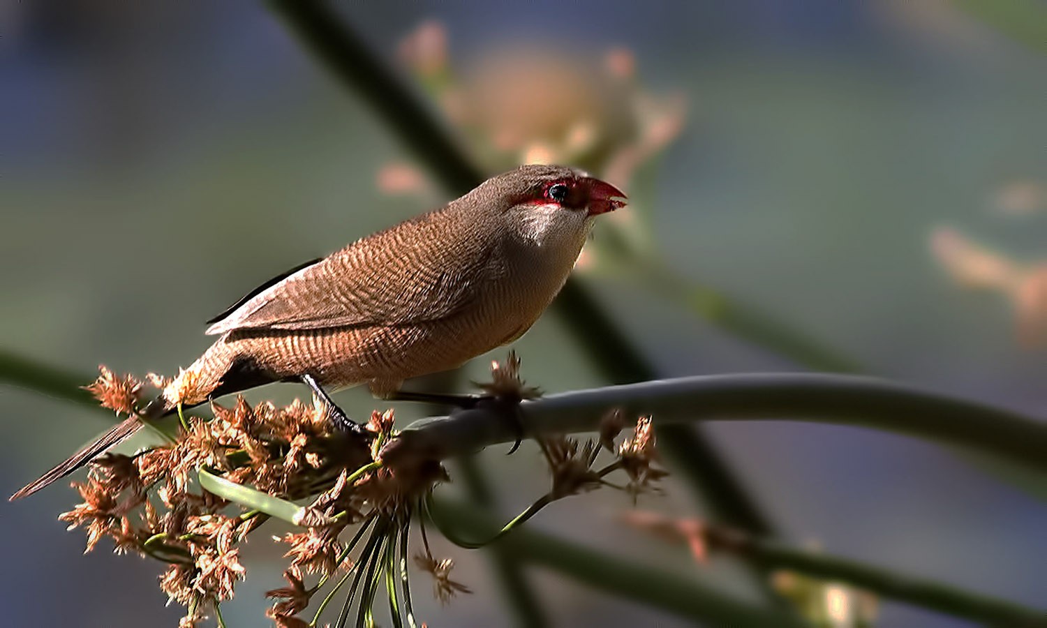 Common Waxbill