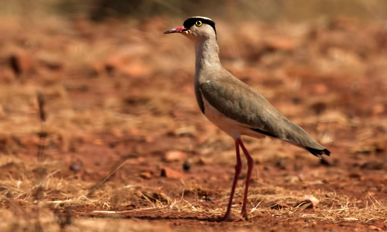 Crowned Lapwing