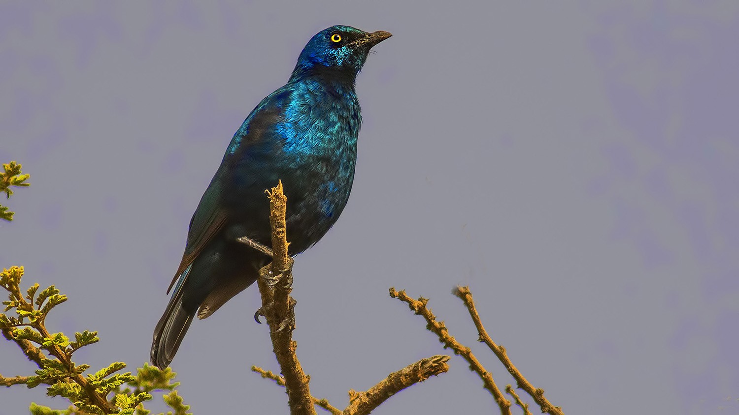Greater Blue-eared Starling