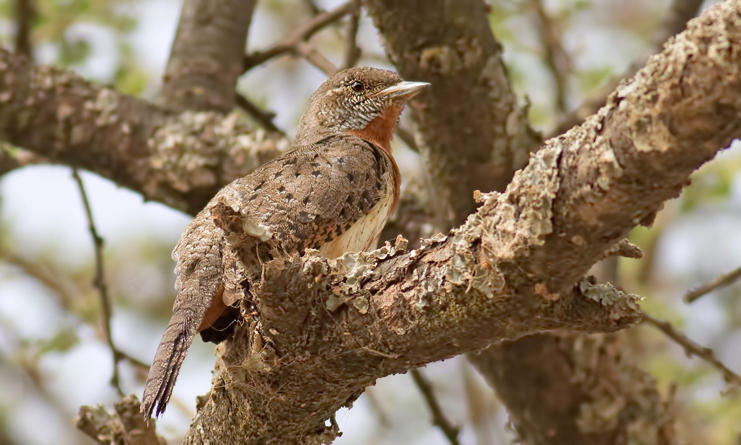 Rufous-necked Wryneck