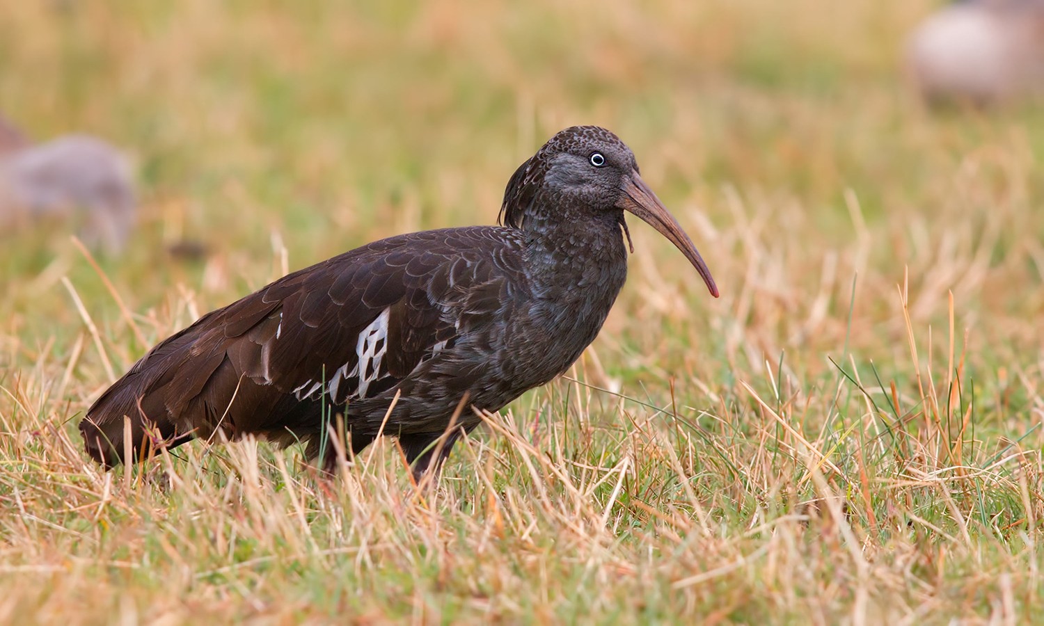 Wattled Ibis