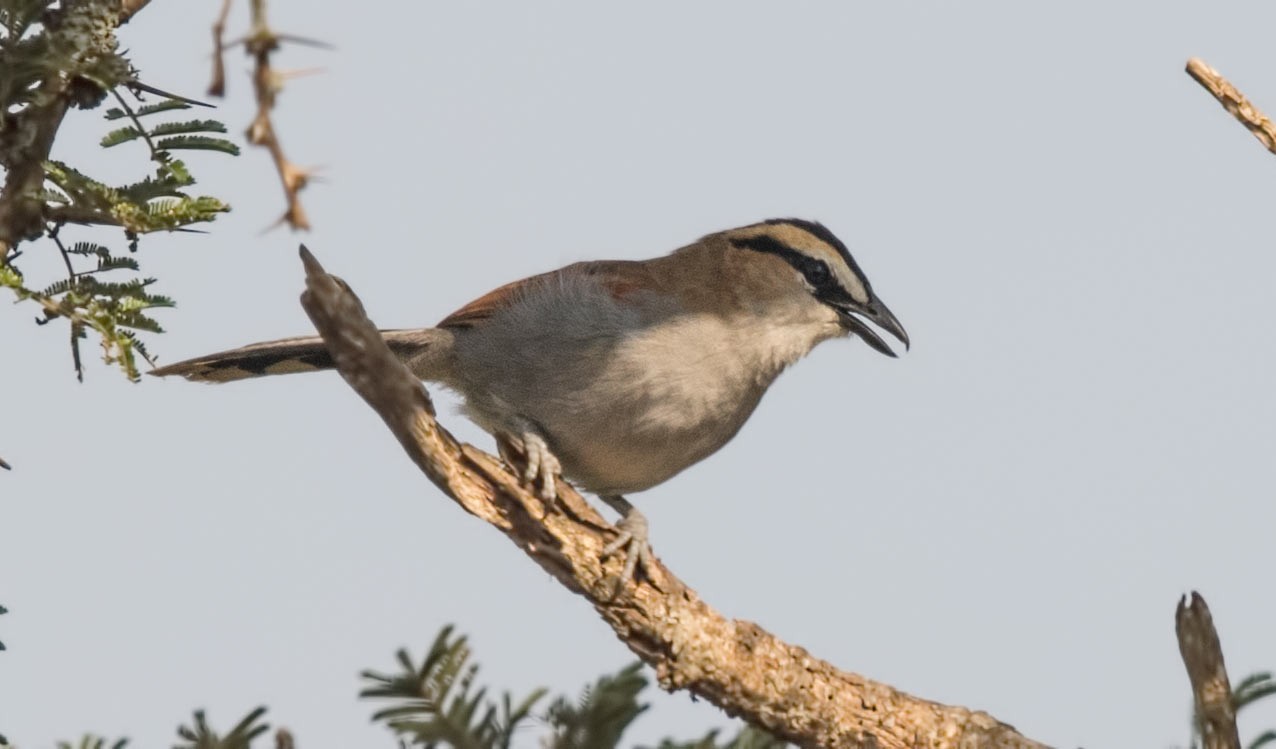 Brown-crowned Tchagra
