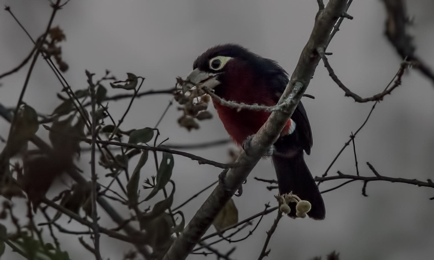 Double-toothed Barbet