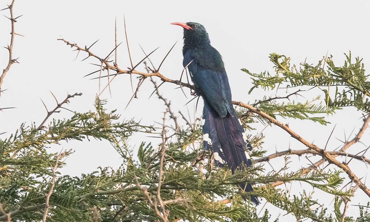 Green Woodhoopoe