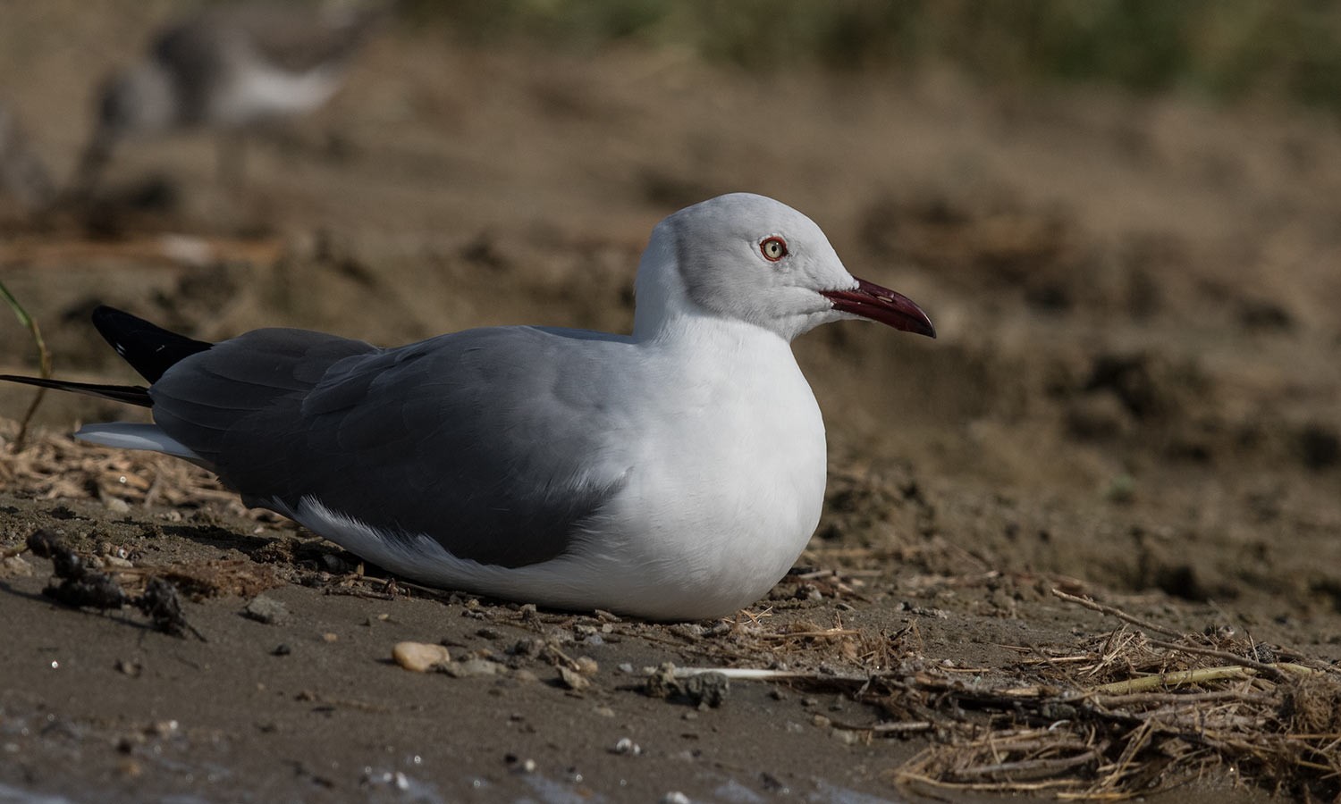Grey-headed Gull