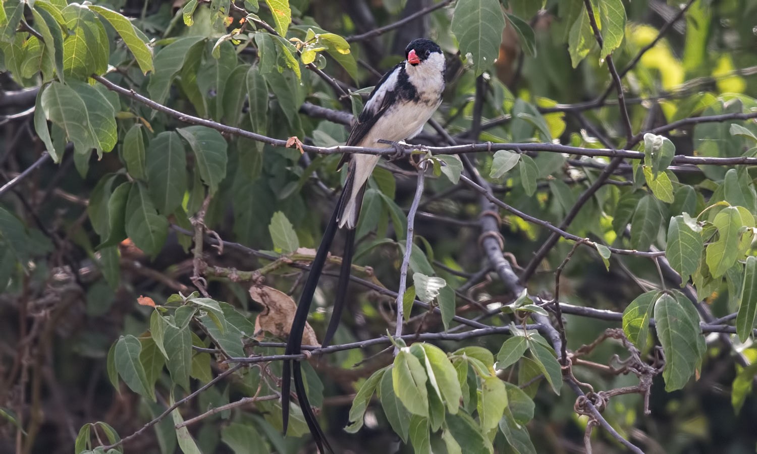 Pin-tailed Whydah