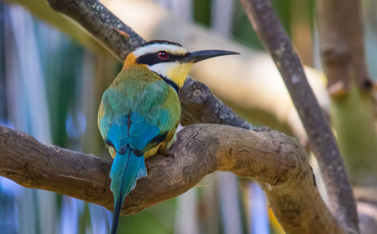 White-throated Bee-eater