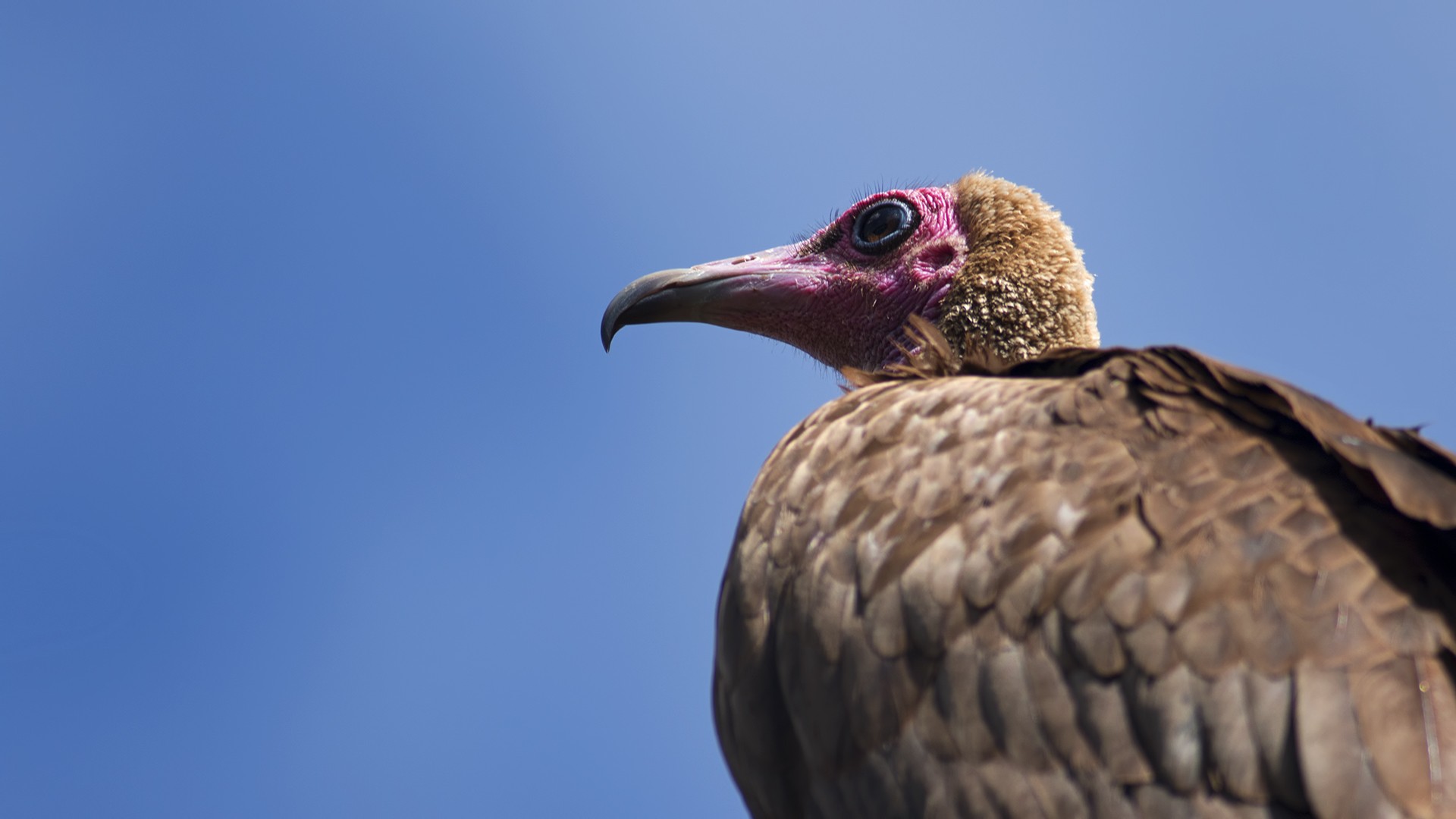 Hooded Vulture
