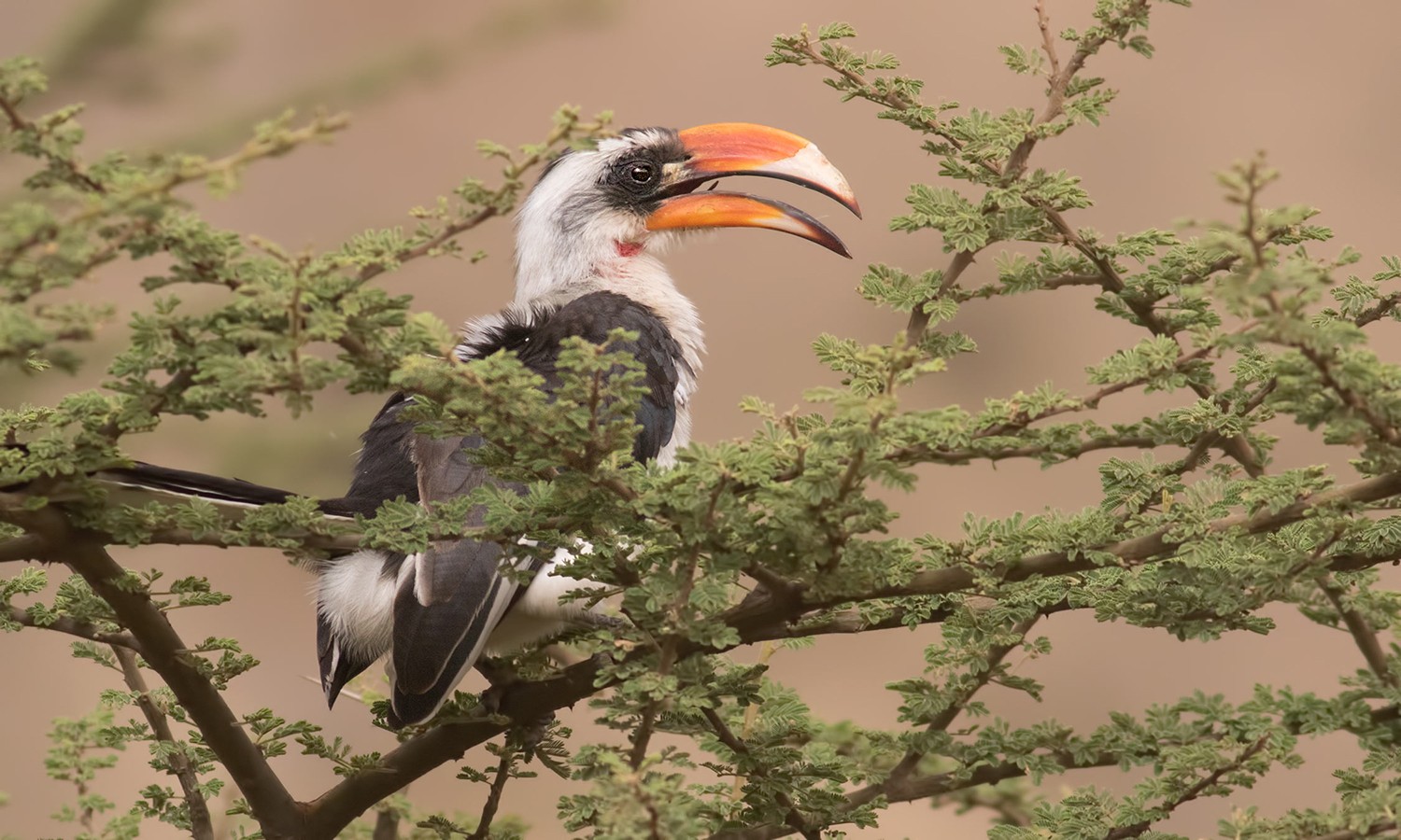 Von der Decken's Hornbill