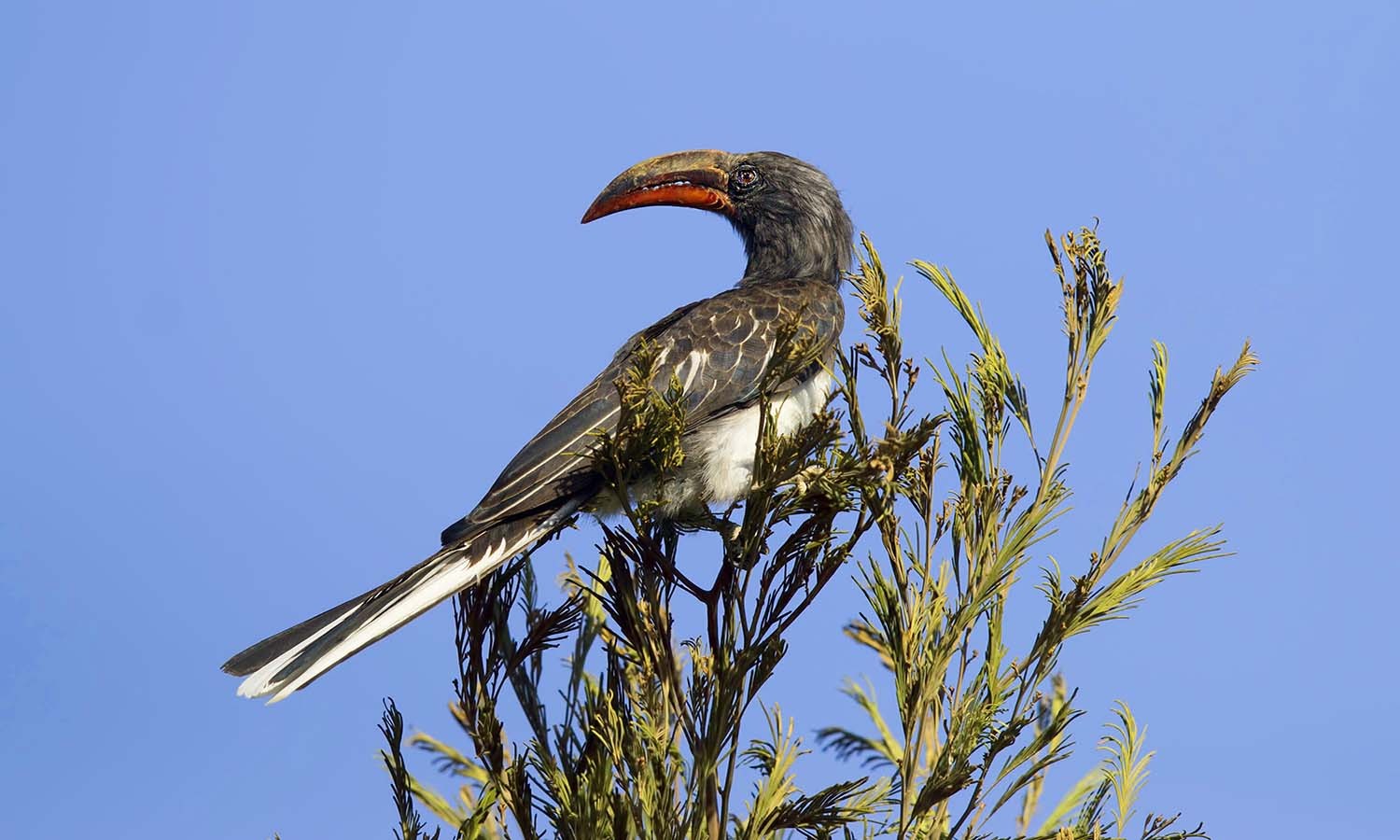 Hemprich's Hornbill