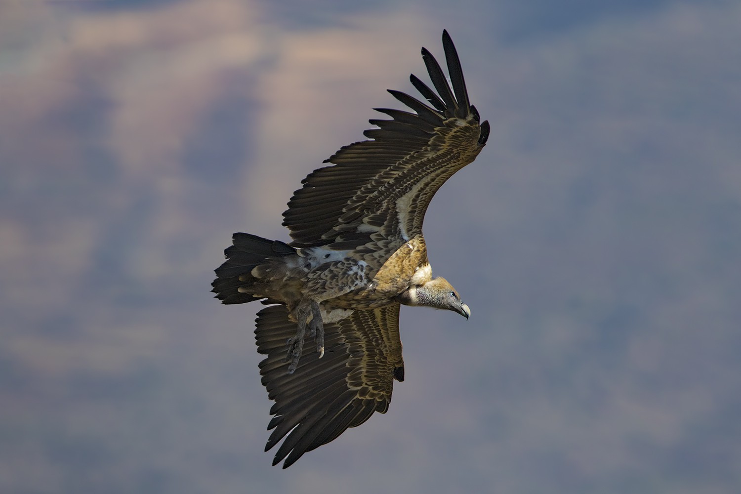 White-backed Vulture