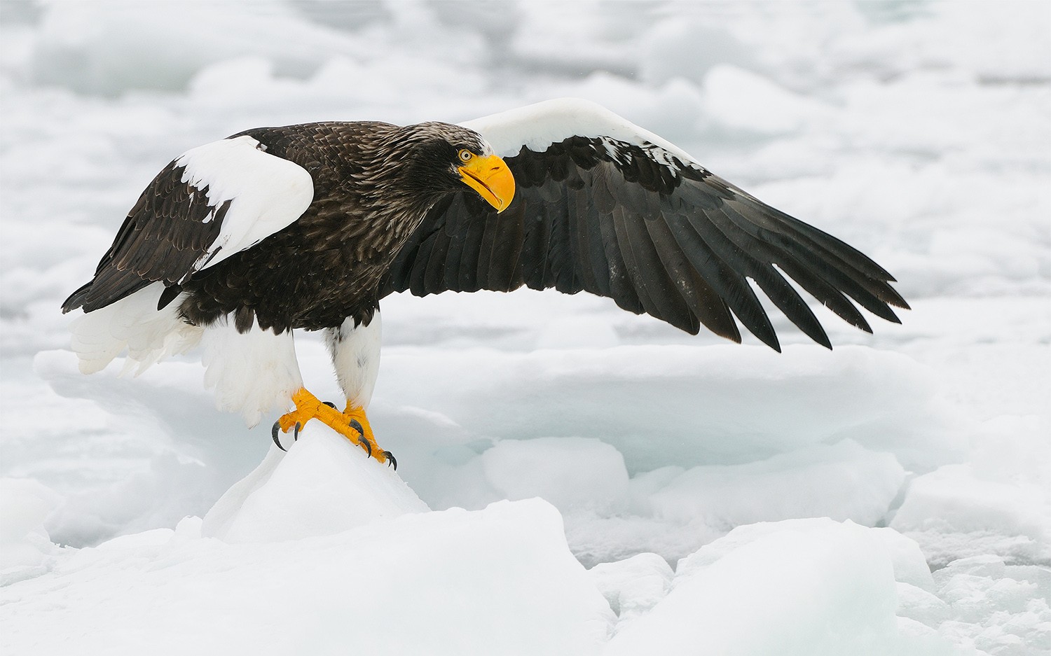 Steller's Sea-eagle
