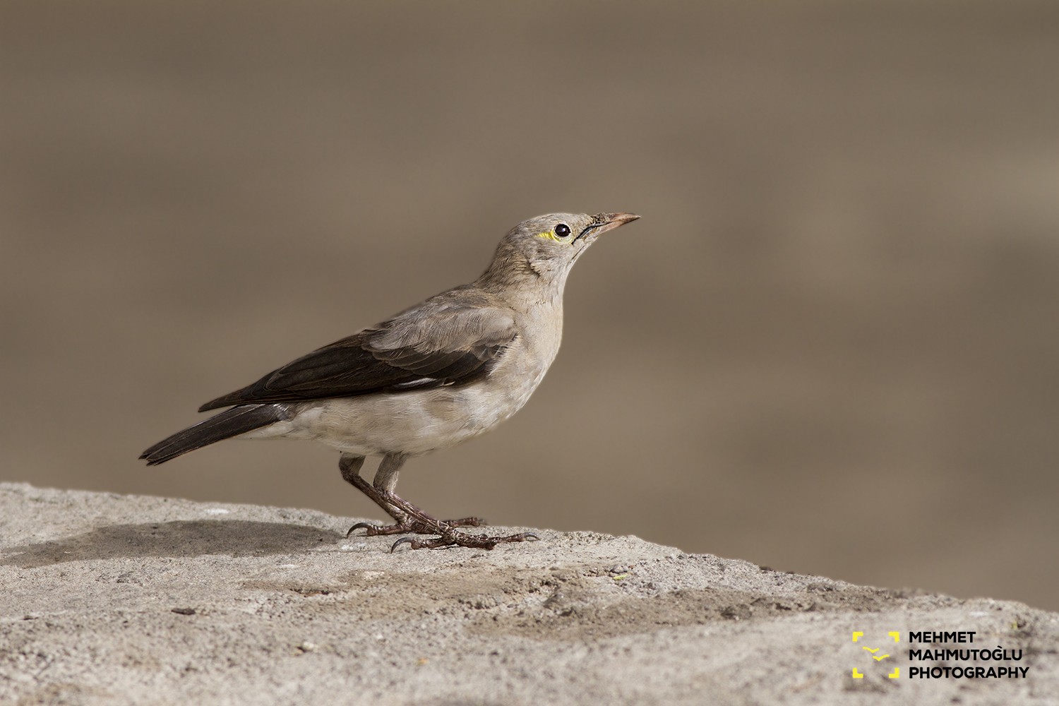 Wattled Starling
