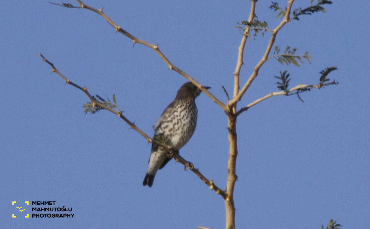 Amethyst Starling
