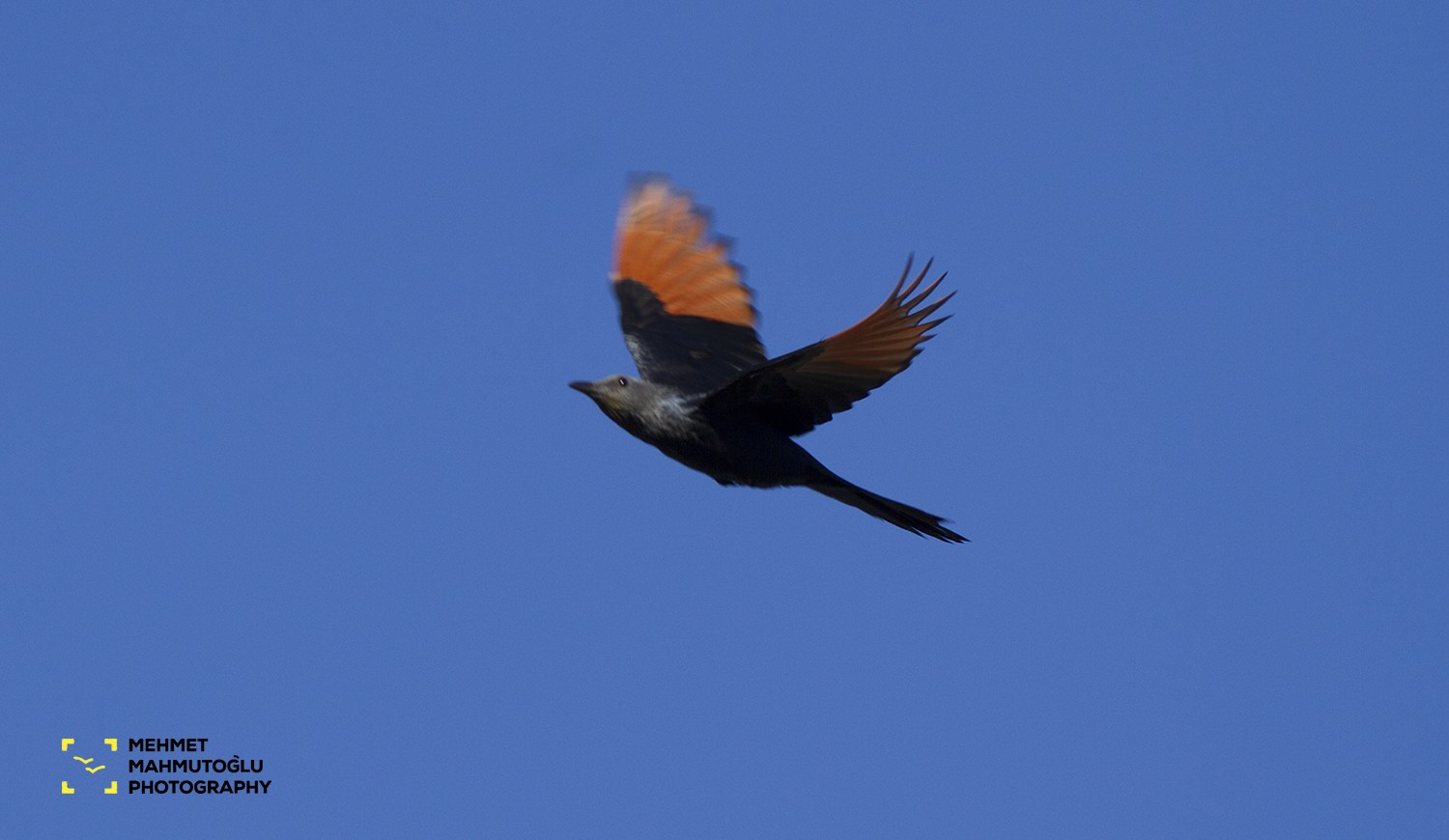 Red-winged Starling