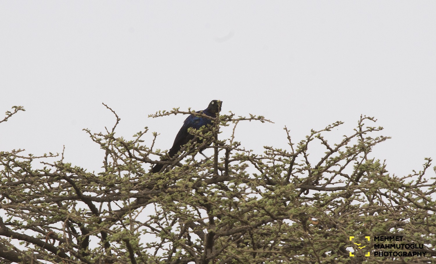 Rüppell's Glossy Starling