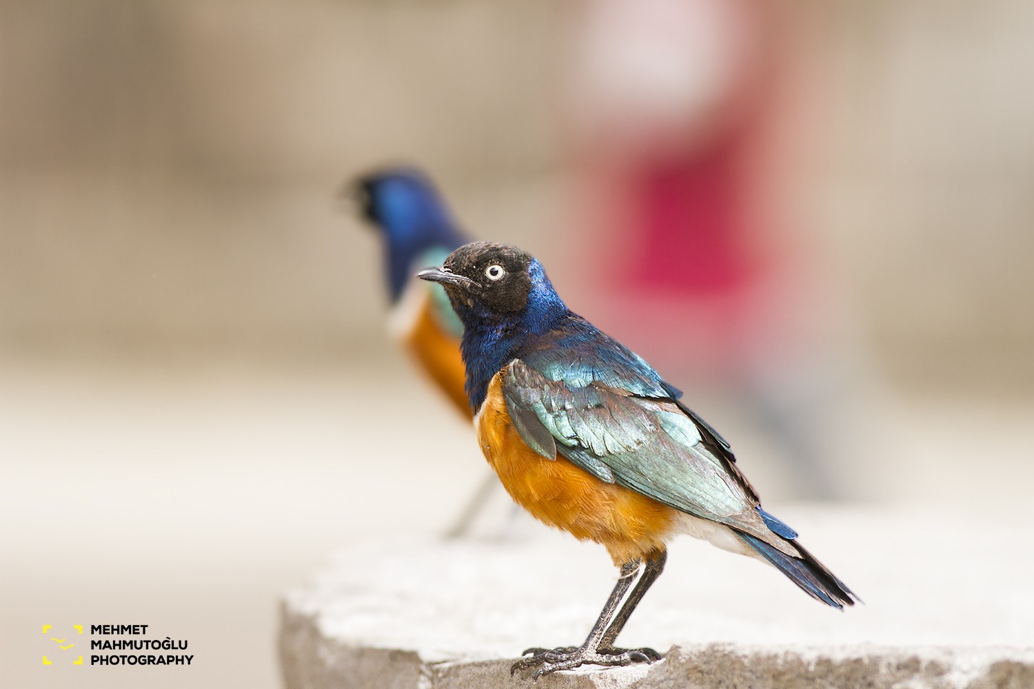 Superb Starling